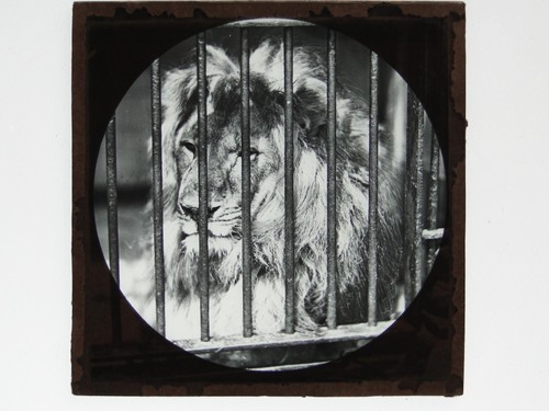 Male lion cage bars zoo - lion,