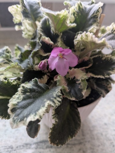 African violet variegated 2 - violet,