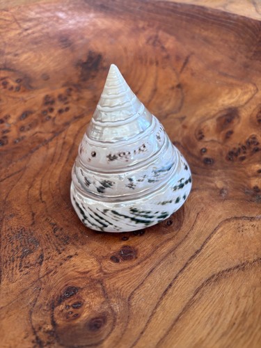 seashell