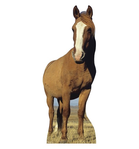 Horse life size cardboard - life-size,