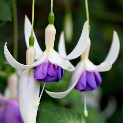 Fuchsia deltas sarah - deltas,