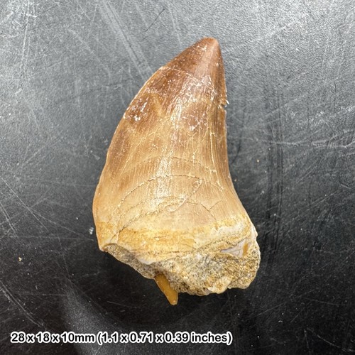 Mosasaur tooth fossil - mosasaur, –