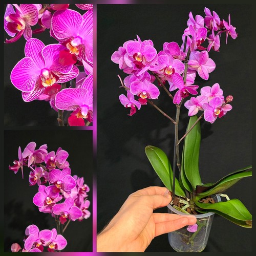 Phalaenopsis pink unique - 'pink'.,