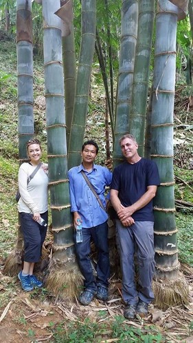 Giant bamboo dendrocalamus - -,