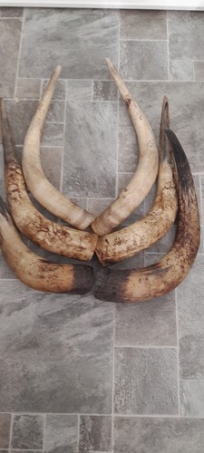 Pairs cow horns taxidermy - pairs,