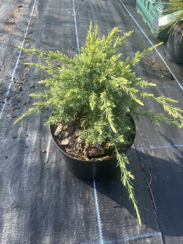 Flaky juniper holger - flaky,
