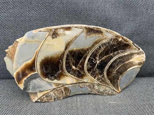 Polished large ammonite - large,