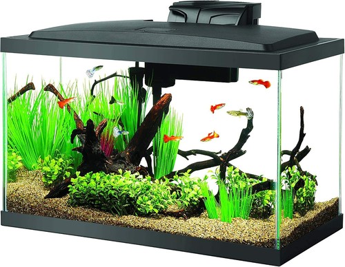 Aquarium fish tank starter kit - fish,