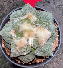 Rare Ariocarpus Fis Hybird 'Godzilla' WYSIWYG Poor Roots  Boutique