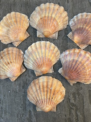 Golden king sea - king, scallop