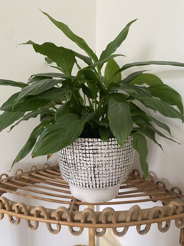 Vintage kilrush ceramics - vintage,