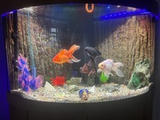 Juwel Trigon 190 Corner Fish