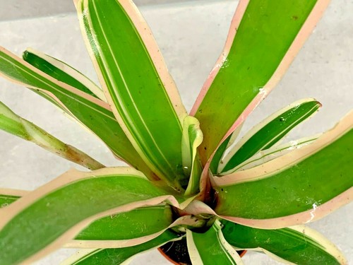 Neoregelia bromeliad house - neoregelia,
