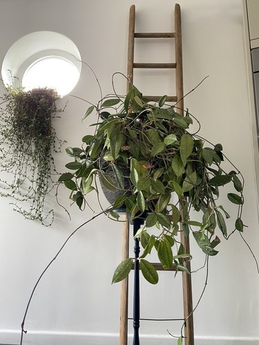 Hoya carnosa wax flower plant - wax,