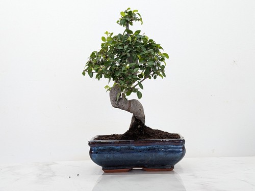 Chinese elm bonsai and - chinese,