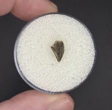 Deltadromeus Raptor Dinosaur