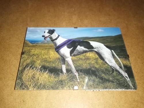 Greyhound picture clip - -in,