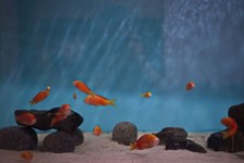 Tropheus Albino CHIPIMBI frys