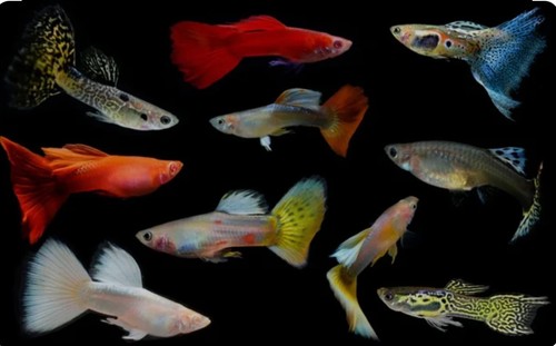 Assorted guppies mixed - 4+1, guppies,