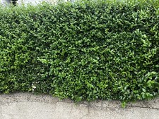 25 x Fresh Unrooted Cuttings Common Privet Ligustrum Hedge Plant