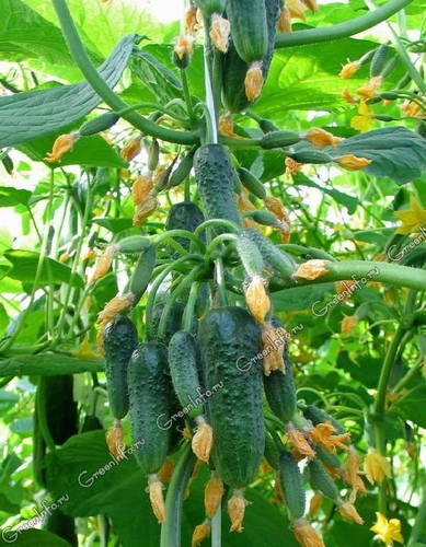 Russian original pickling - original,