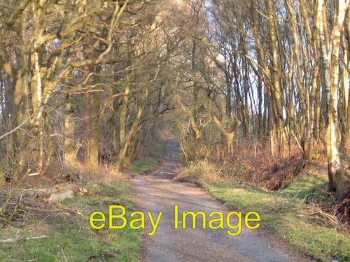 Photo 6x4 snape - photo,