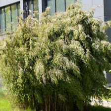 Hedge Bamboo Wolong 100-125cm - Fargesia robusta