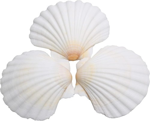 25pcs scallop shells for - 25pcs,