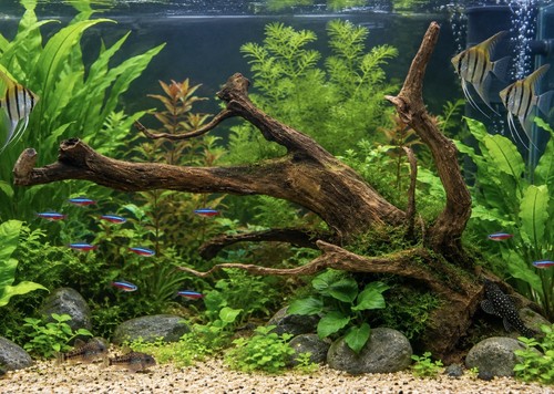 Large spider bogwood aquarium - large,