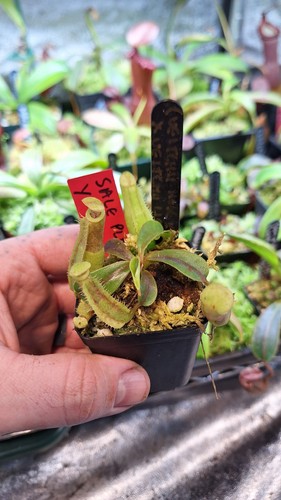 Nepenthes veitchii hose x - nepenthes,