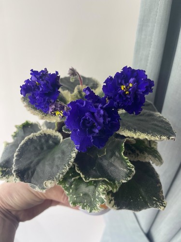 African violets baby - african,