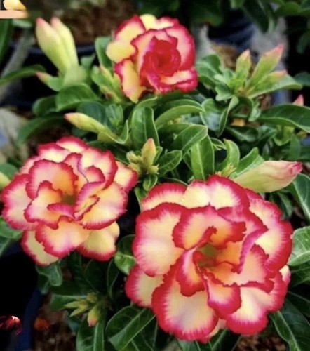 Thong nuekao adenium - ~, obesum