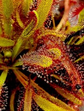Drosera Capensis Cape Sundew