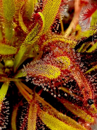 Drosera capensis cape sundew - cape,
