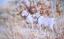 English Bull Terriers