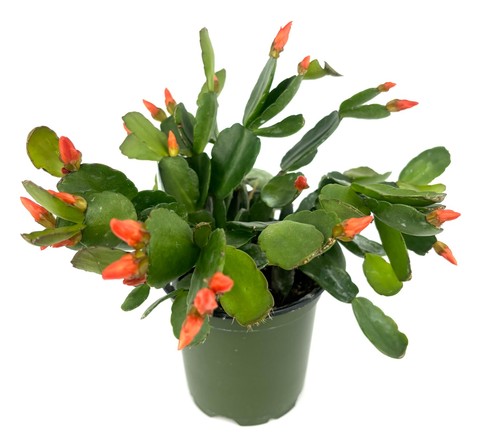 Orange flower easter cactus - flower,