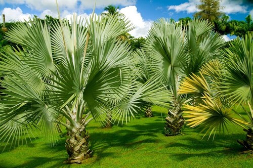 Mexican fan palm tree - fan, seeds