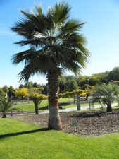 Mexican Fan Palm (