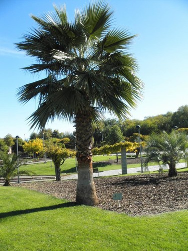 Mexican fan palm - fan, (