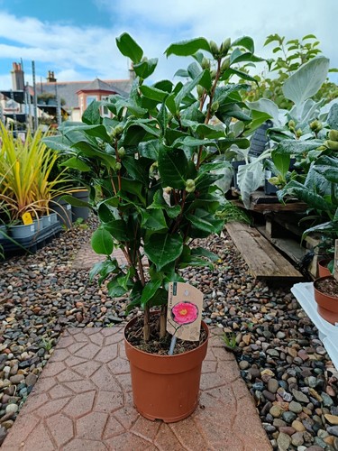 Red camellia evergreen shrub - camellia, |