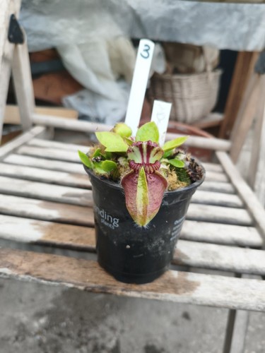 Cephalotus dudley watts - cephalotus,