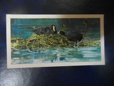  Brooke Bond "British Birds" 1954 original tea-card No.13, "The coot".  