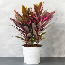 Cordyline tango cabbage - 1,