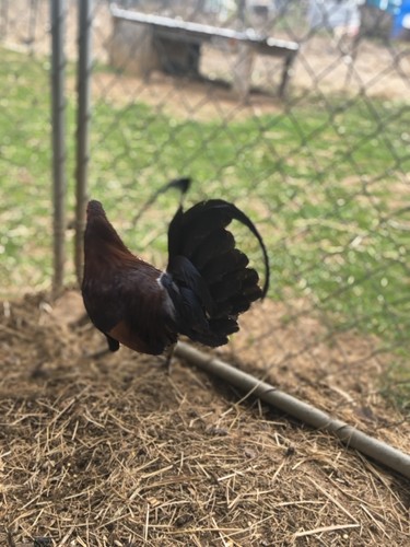 East pure hatching eggs - 12,