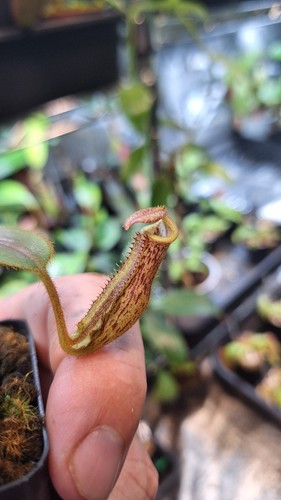 Nepenthes veitchii big - nepenthes, mama"