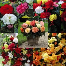 Begonia Collection Non Stop