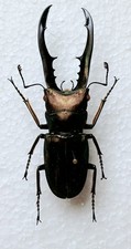 Bronze Stag Beetle Cyclommatus