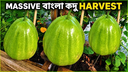 Saller bangladeshi hazari - saller:,