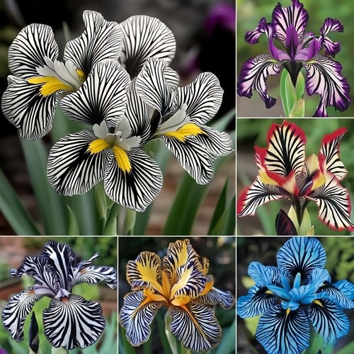 About 100pcs pack striped - about, 100pcs/pack