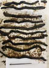 Frozen Black Lug 20 Wraps (200 LARGE Worms) - sea fishing bait